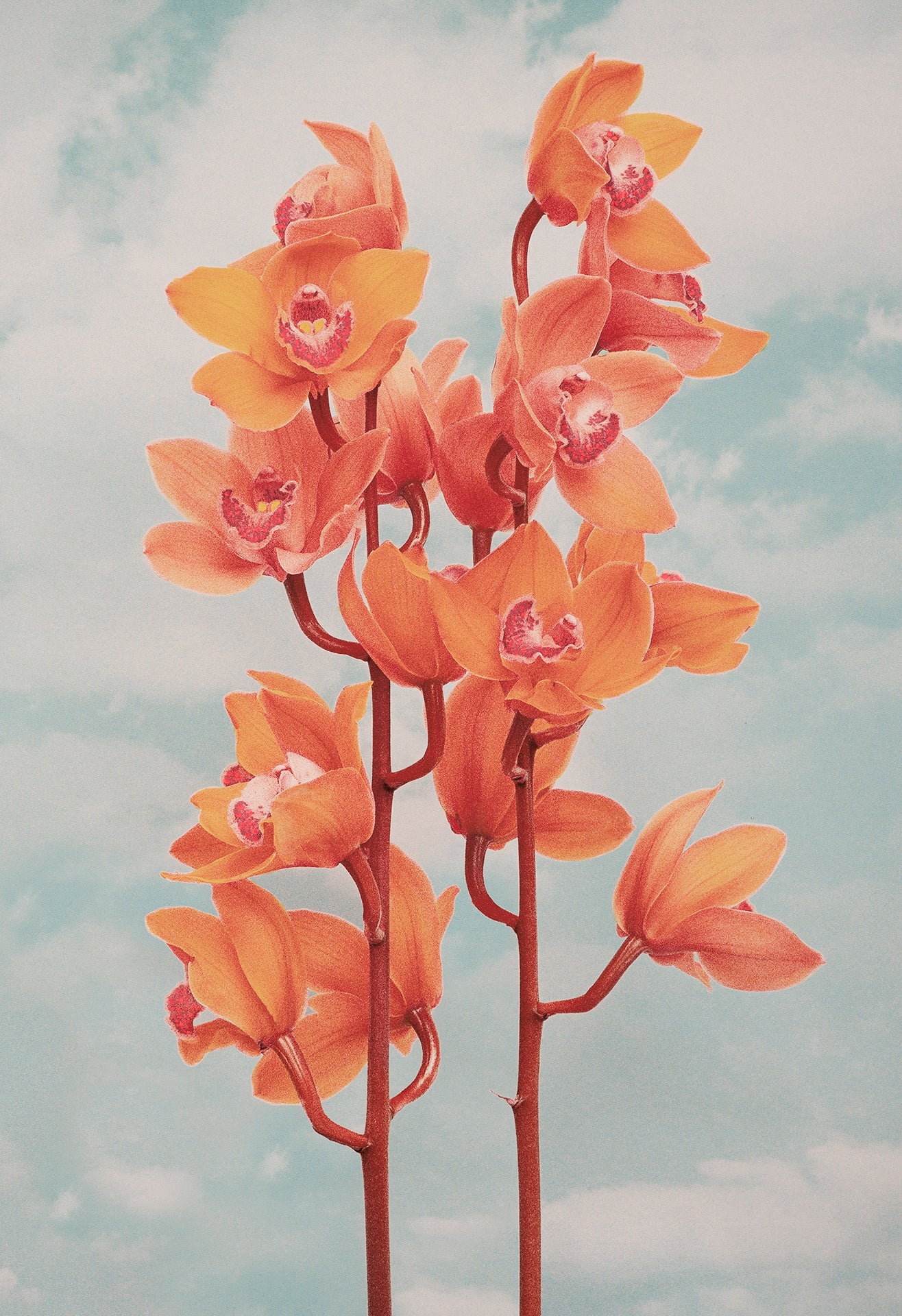 Orchidelirium, Carine Thevenau